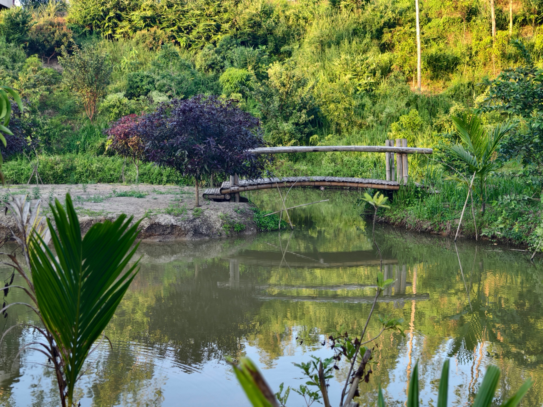 Lily ponds, bamboo bridges, and hillside gardens — quiet corners made for slow mornings and long breaths.